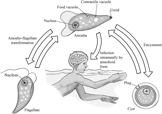 Brain Eating Amoeba